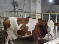 Tjur, Simmental cattle — foto 1