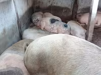 Sow, Pigs — photo 3