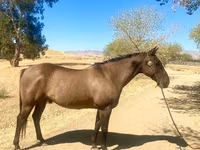 Cavallo, Quarter Horse — foto 6