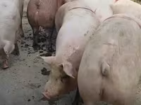 Sow, Pigs — photo 2