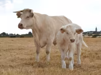 Ko, Charolais cattle — foto 5