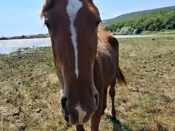 Mare, Horses — Moldova