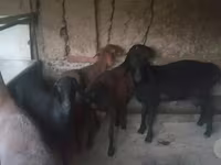 የጎትት አውራ በግ, Sheep — ፎቶ 2