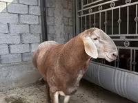 雄羊, Arashan sheep — 写真 2
