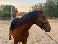 Hingst, Heste — foto 2