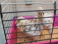와이언닷 — 사진 4