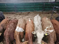 Býk, Simmental cattle — foto 3