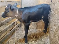 Mucca, Aberdeen Angus — foto 2