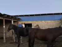 گھوڑے (گروپ، جنس مذکور نہیں), گھوڑے — تصویر 3