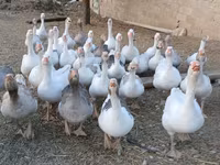Geese — الصورة 1
