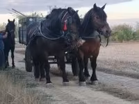 Stute, Hungarian horse breed — Foto 6