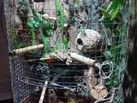 Unikal şaquli terrarium/volyer – dekorativ ağac gövdəsi və təbii — foto 3