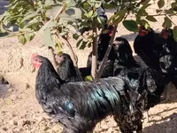 Chickens — снимка 3