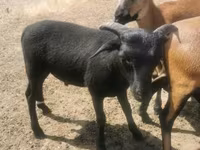 بکرا, بکریاں — تصویر 5