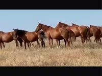 مادیان, Kushum Horse — عکس 1