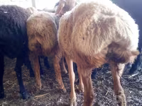公羊, Sheep — 照片 6