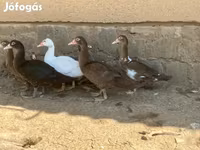 Ducks — عکس 5