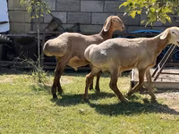 Baran, Edilbay sheep — zdjęcie 1