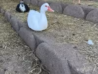 Ducks — Foto 4