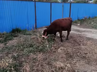 암소, Latvian Blue cattle — 사진 4