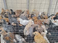 Chickens — foto 4