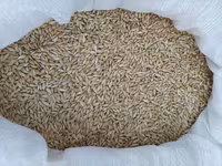 Vind Porumb Griu-Orz + livrare gratis mun Chisinau — عکس 3