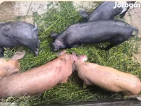 Babi hutan, Дюрок — foto 1