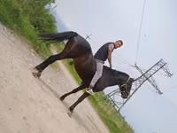 اسب نر, Standardbred — عکس 2