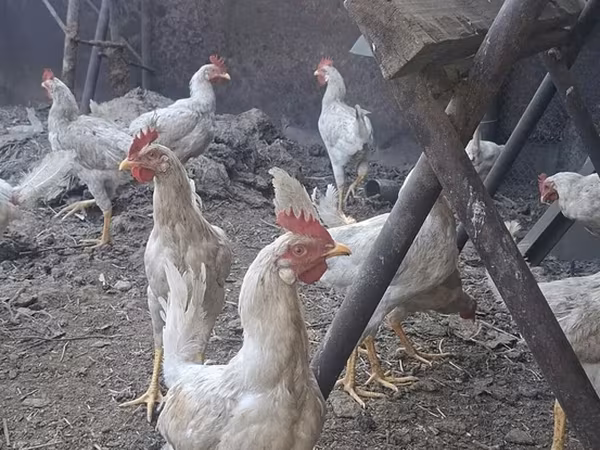 Chickens