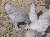 براهما — عکس 7