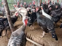 Turkeys — foto 1