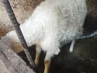Koza, Kozy — zdjęcie 2