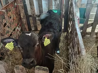 Bulle, Limousin-Kuh — Foto 1