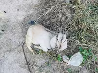 பெண் வெள்ளாடு, வெள்ளாடுகள் — புகைப்படம் 5