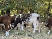 황소, Simmental cattle — 사진 1