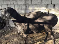 Kambing jantan, Sheep — foto 2