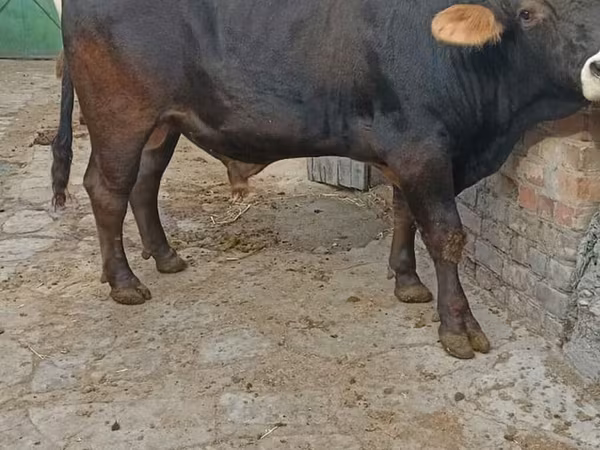 วัวตัวผู้, Swiss cattle