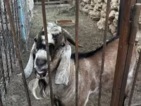 Koza, Nubian Goat — zdjęcie 1