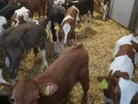 Skot (série, pohlaví neuvedeno), Simmental cattle — foto 5