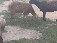 Pecora, Arashan sheep — foto 4