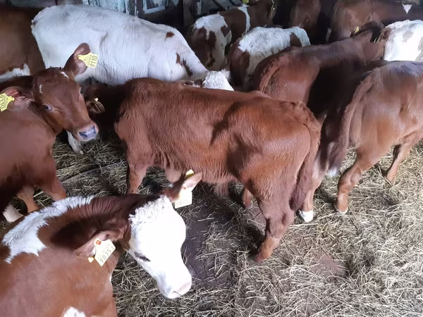گاو نر, Simmental cattle