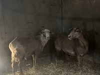 암양, Rhon sheep — 사진 4