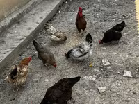 Chickens — 1. fotó