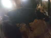 Vacă, Bovine — foto 3
