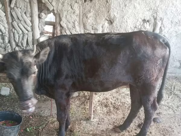 گائے, مویشی — ازبکستان