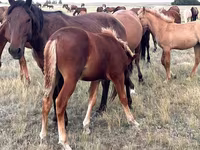 ሴት ፈረስ, Horses — ፎቶ 3
