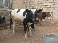 Byk, Russian Black pied cattle — zdjęcie 8