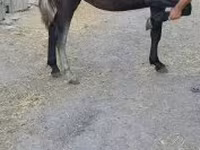 Kobyła, Konie — zdjęcie 4