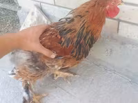 براهما — عکس 7