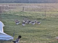 Geese — عکس 5